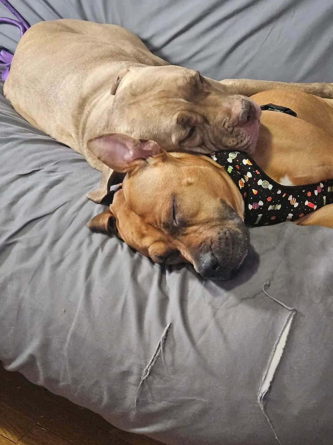 P3 rescue dogs at home in foster care