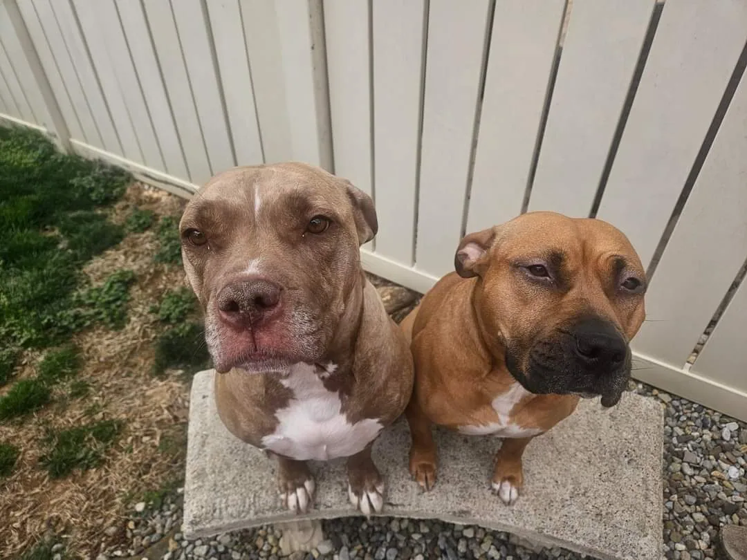 P3 rescue dogs at home in foster care