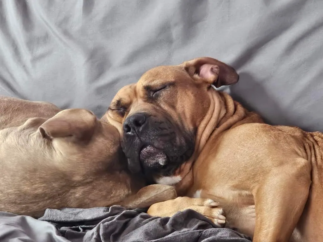 P3 rescue dogs at home in foster care