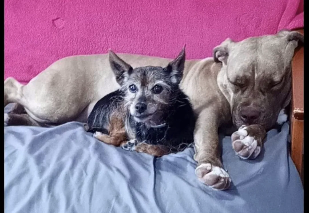 P3 rescue dogs at home in foster care