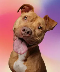 A rescued P3 pittie