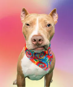 A rescued P3 pittie
