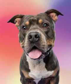 A rescued P3 pittie