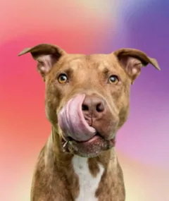 A rescued P3 pittie