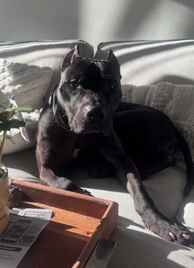 Apollo, adopted through P3 Rescue