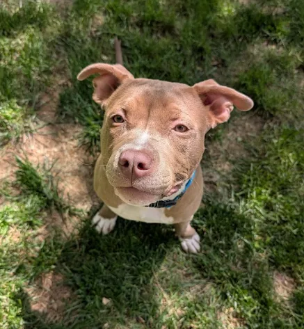 Ariel, adopted through P3 Rescue
