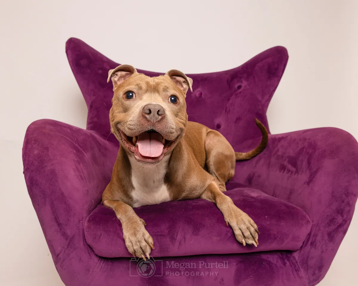 Astro, a rescued P3 pittie, at home on a purple velvet chair
