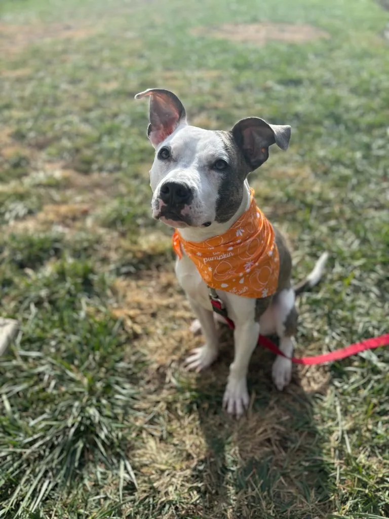 Bailey, adopted through P3 Rescue