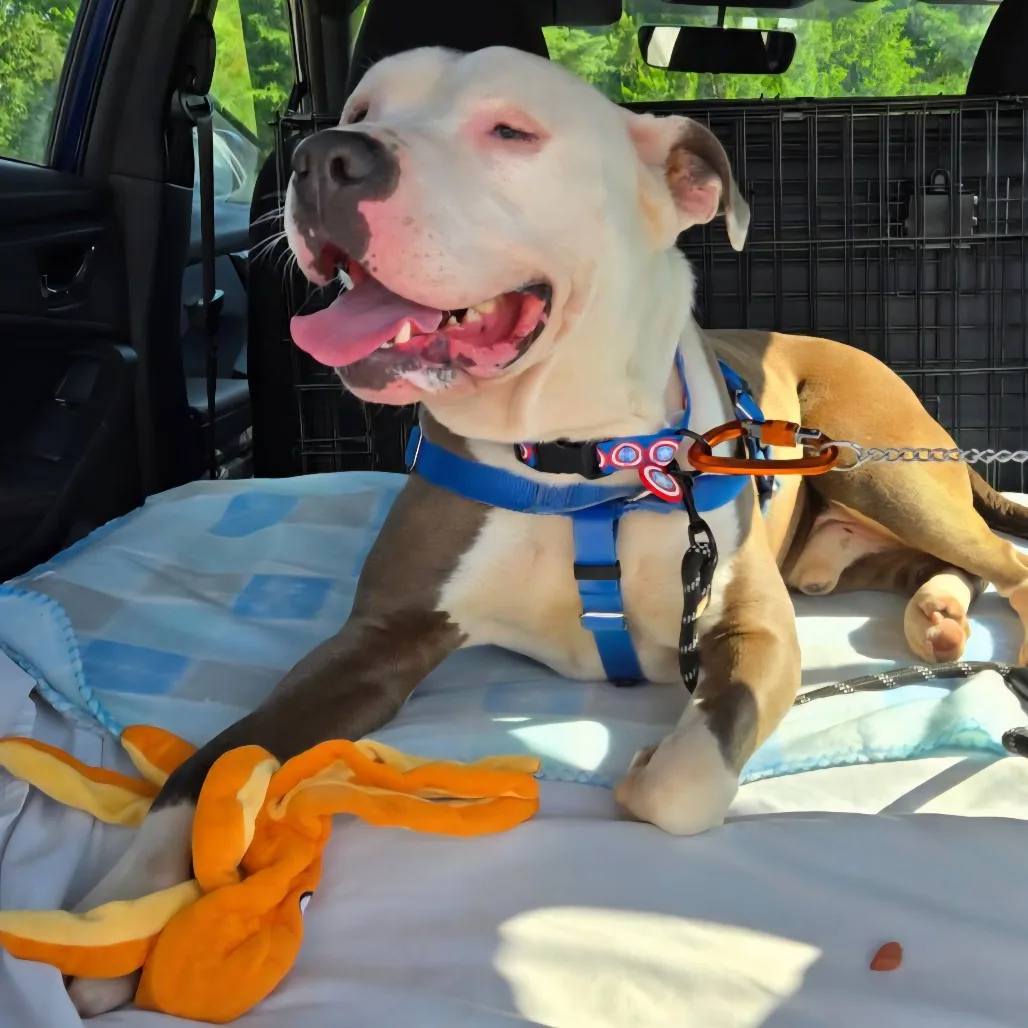Bam Bam, adopted through P3 Rescue