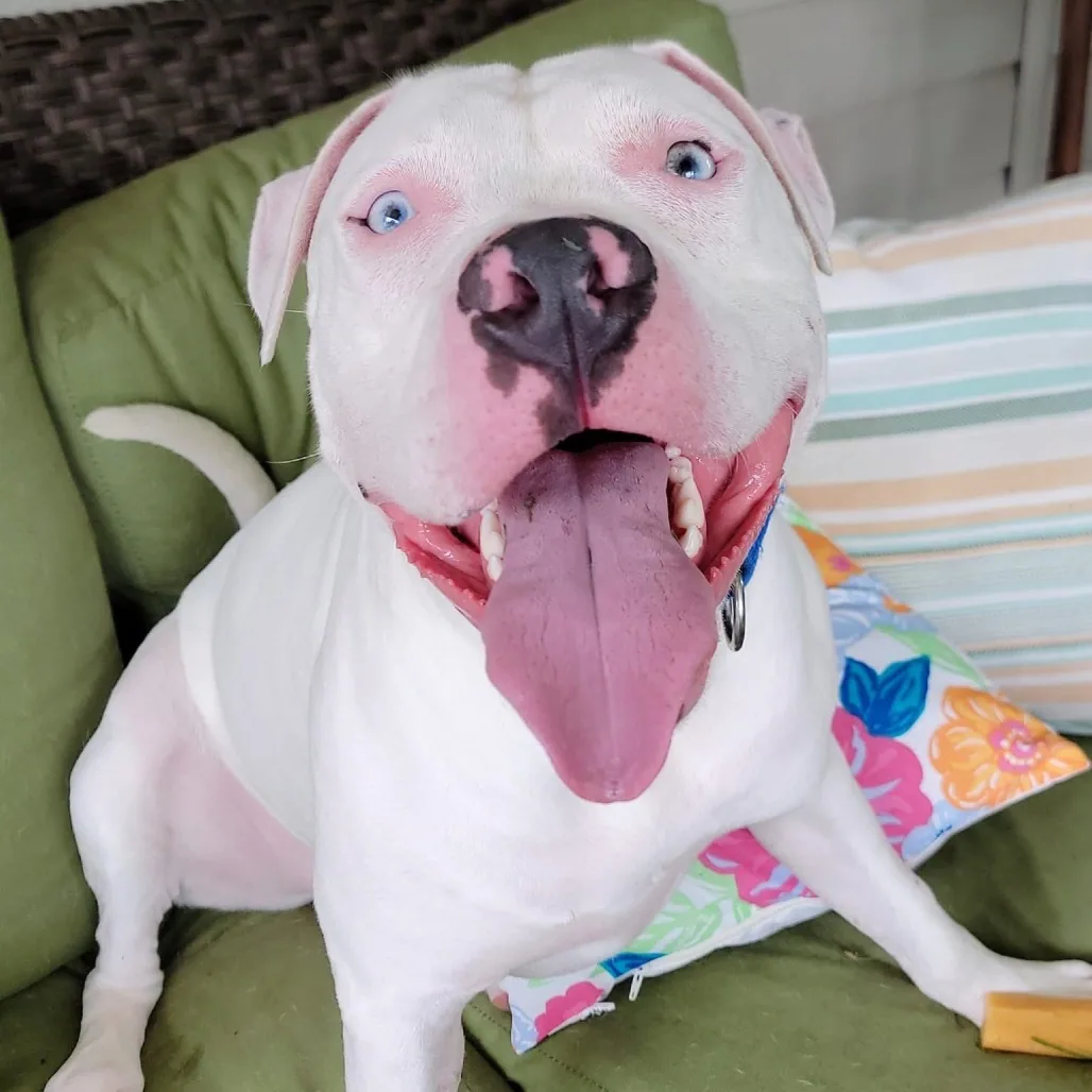 Barrett, adopted through P3 Rescue