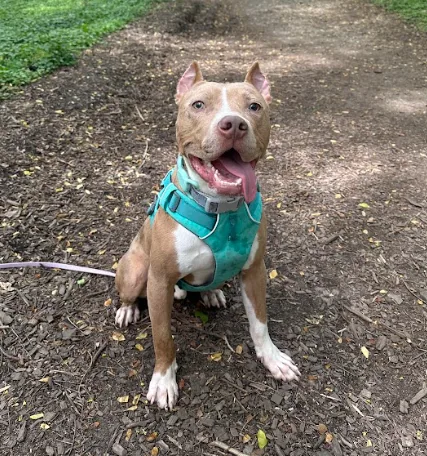 Bones, adopted through P3 Rescue