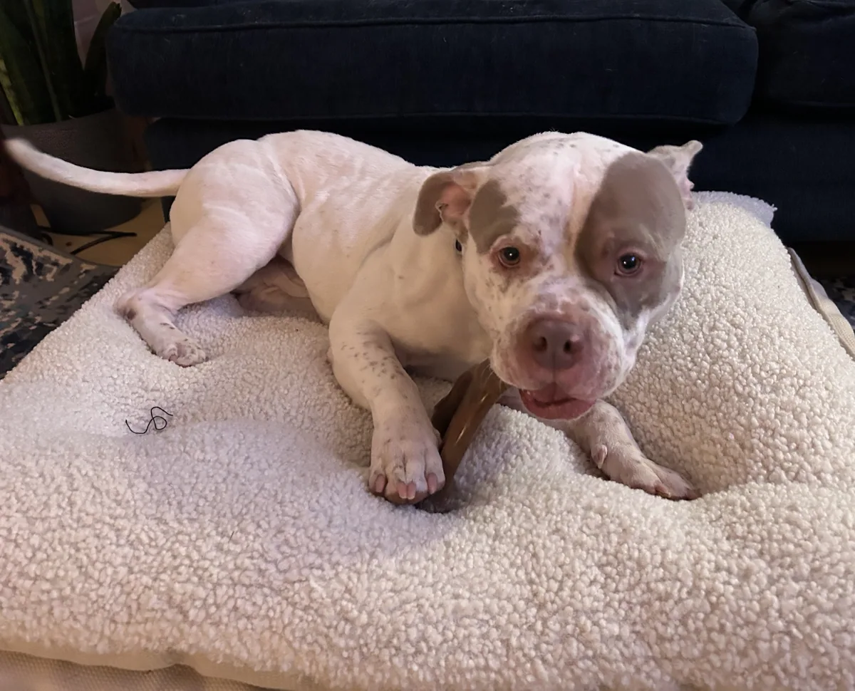 Boss, adopted through P3 Rescue