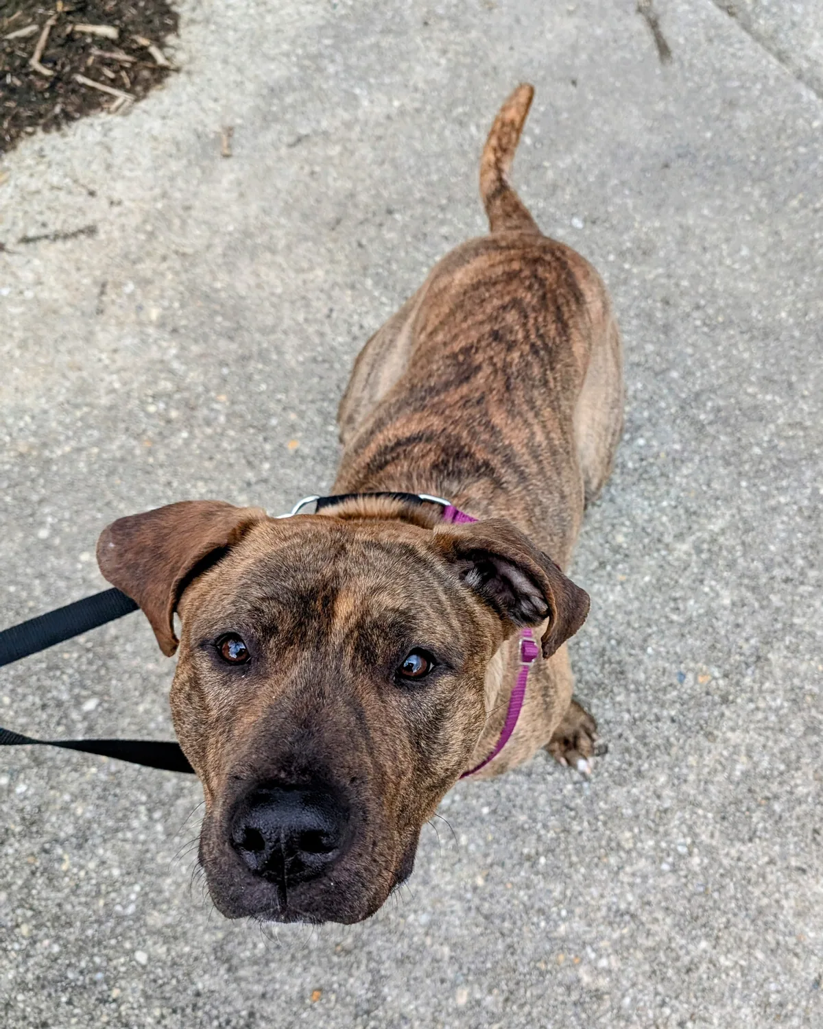 Canyon, adopted through P3 Rescue