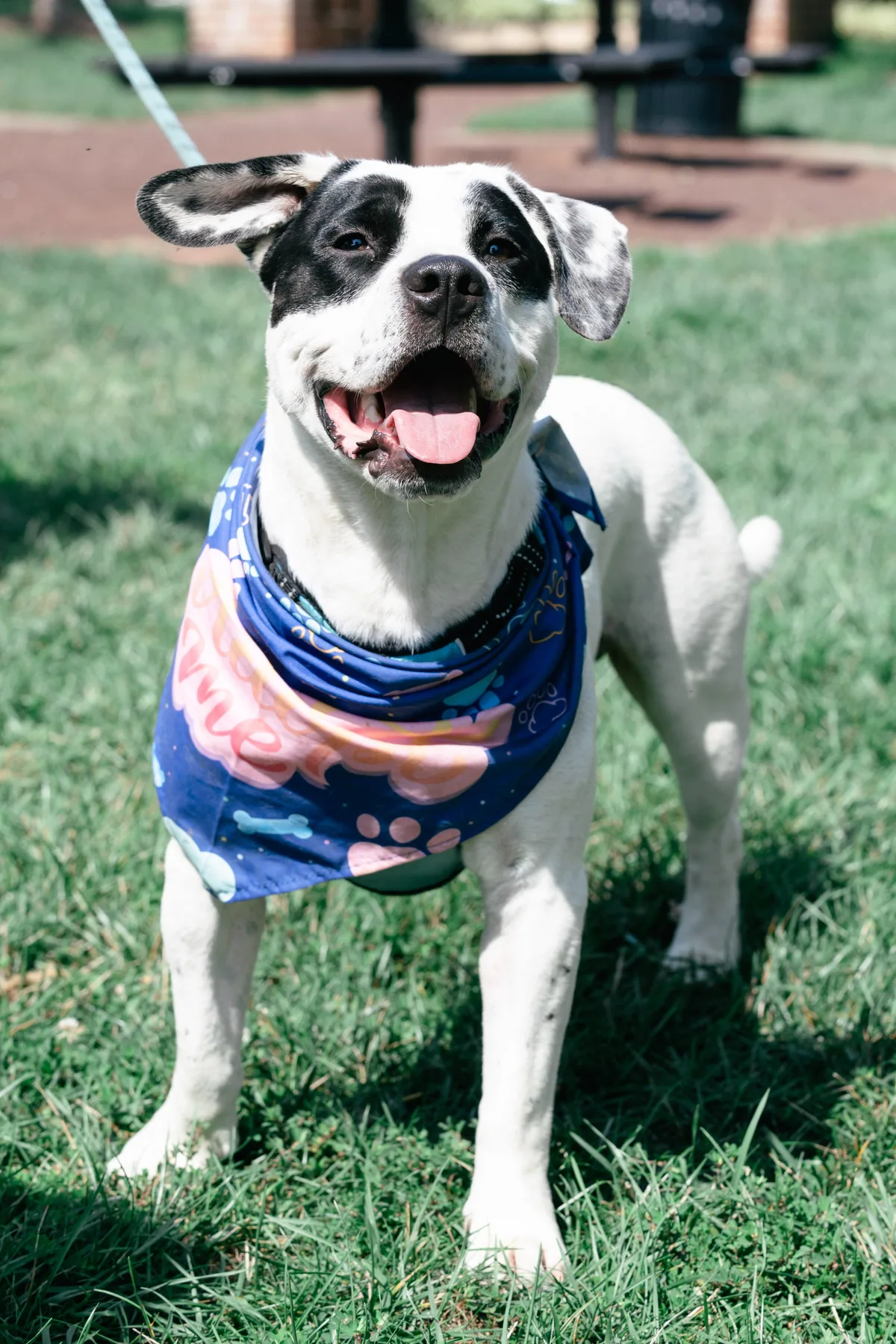 Carter, adopted through P3 Rescue