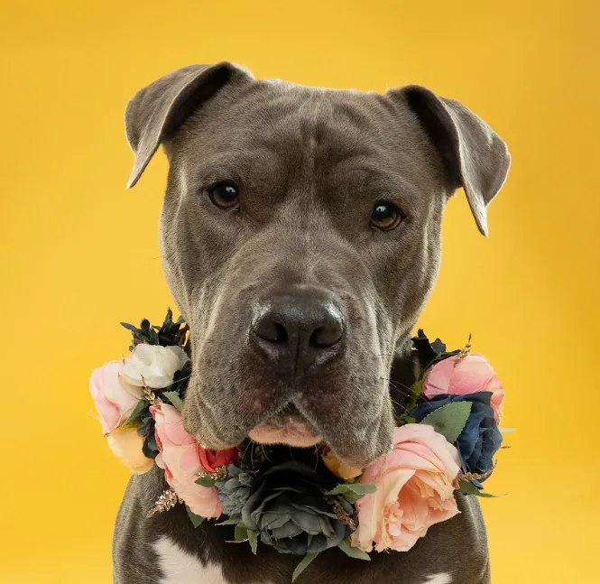 Cassius, adopted through P3 Rescue