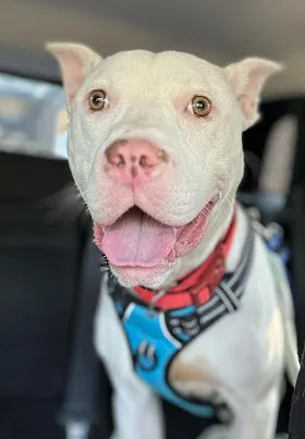 Chico, adopted through P3 Rescue