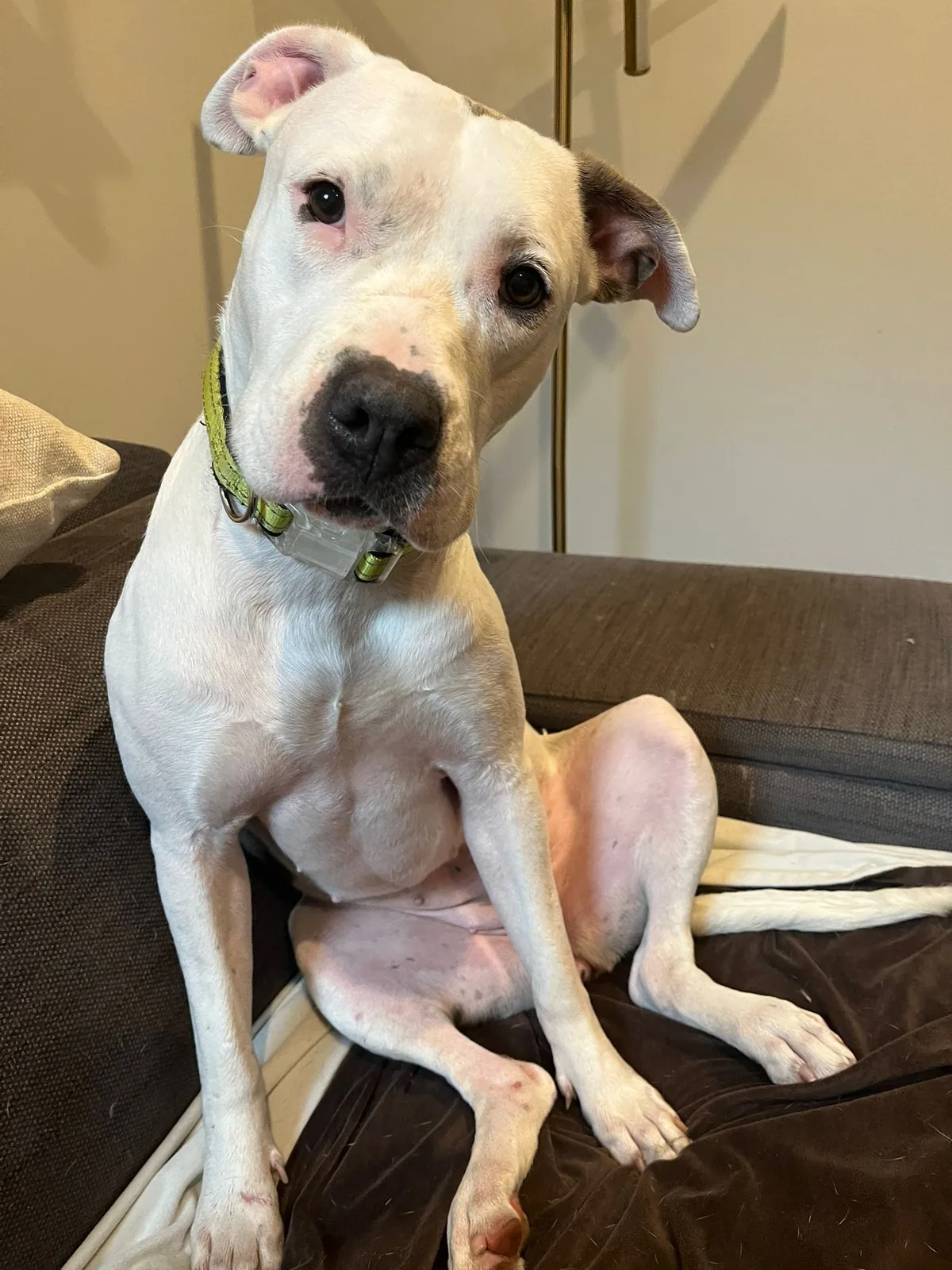 Cider, adopted through P3 Rescue