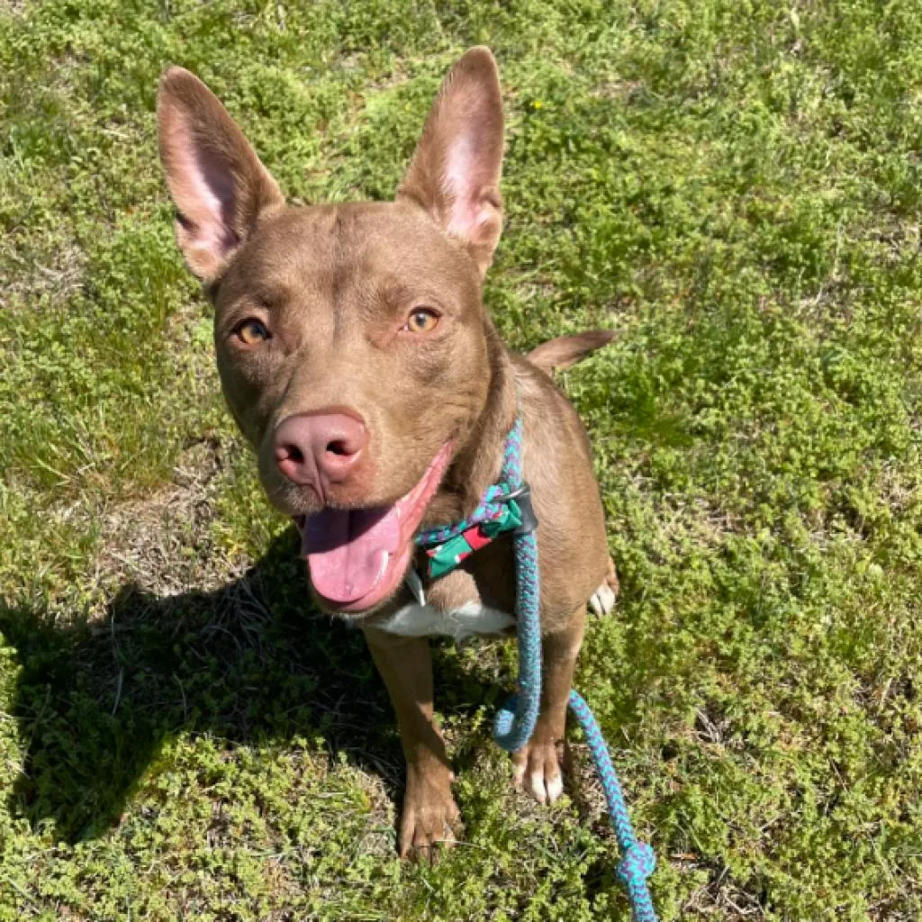 Clyde, adopted through P3 Rescue