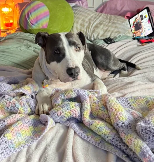 Coconut, adopted through P3 Rescue