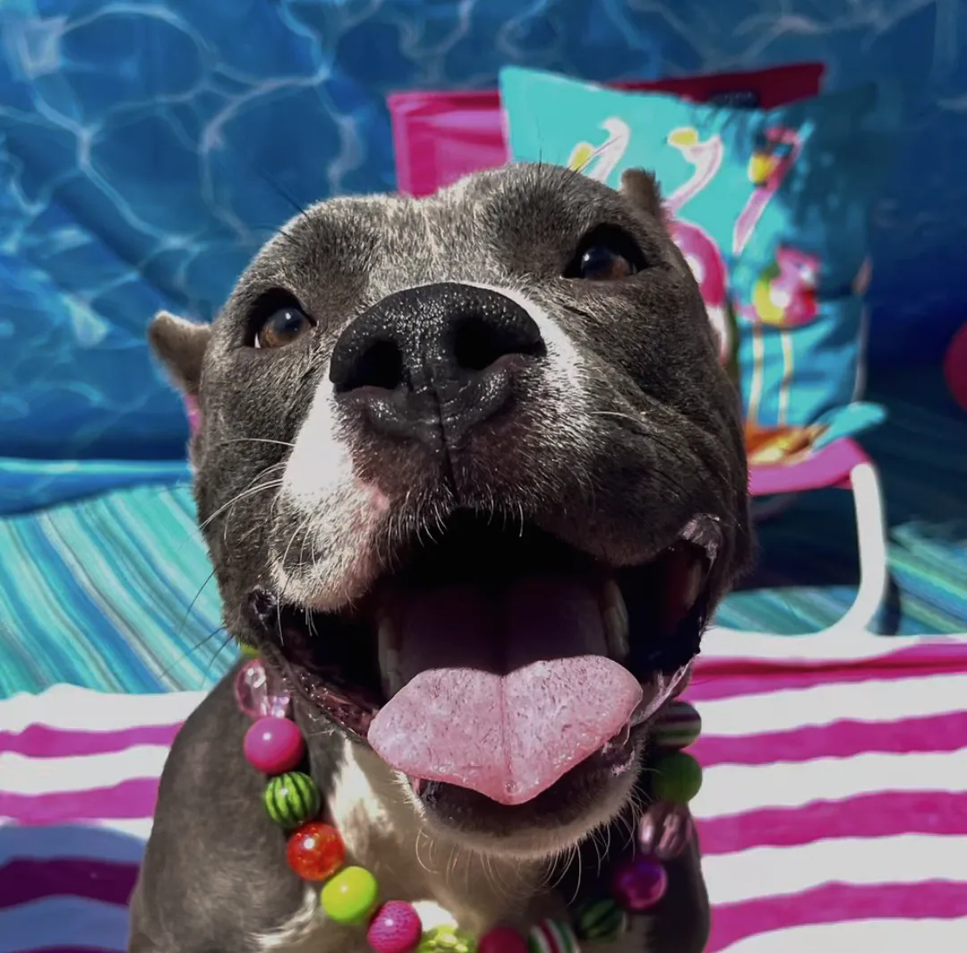 A P3 rescue dog — adopt