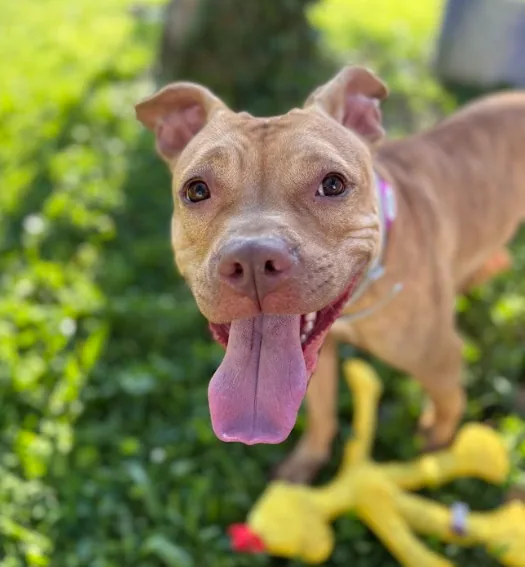Cynnamon, adopted through P3 Rescue