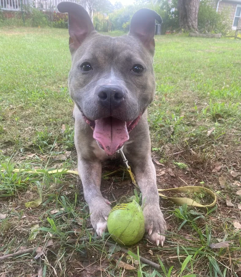 Detroit, adopted through P3 Rescue