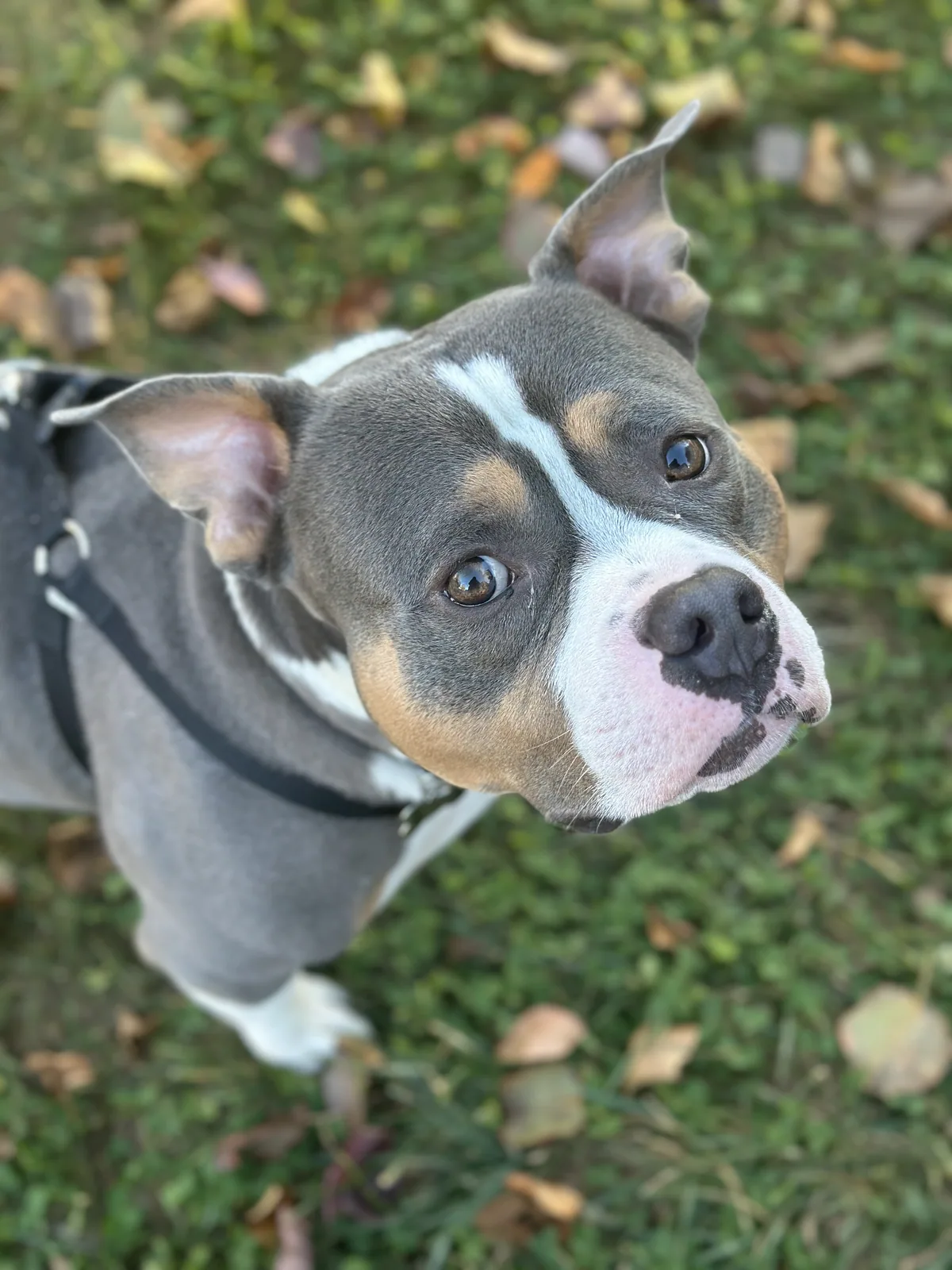 Doc McStuffin, adopted through P3 Rescue