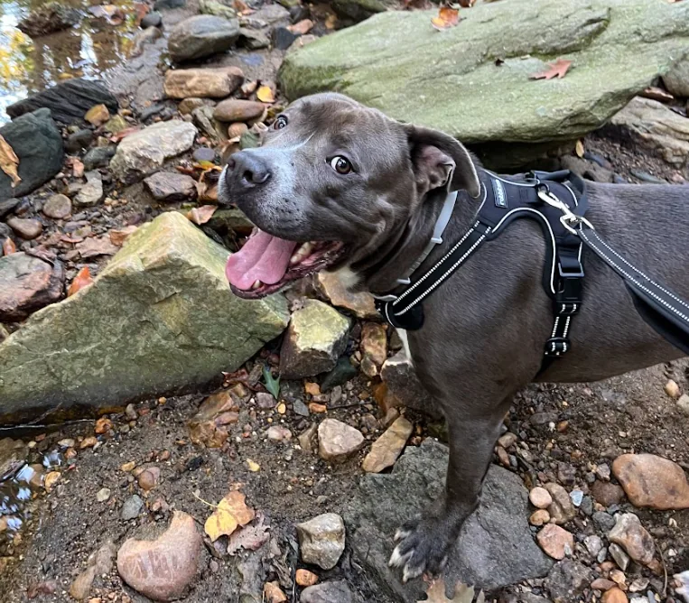 Dreko, adopted through P3 Rescue