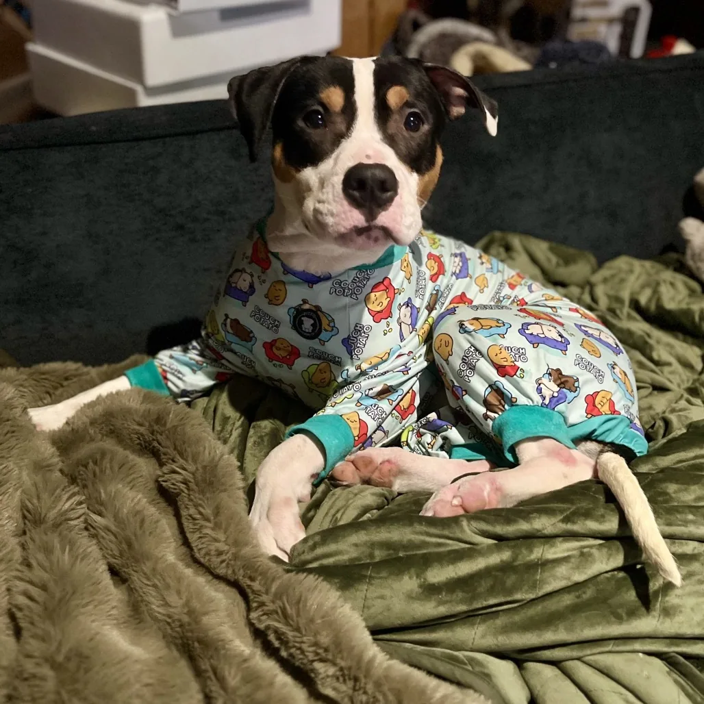 Ghost, adopted through P3 Rescue