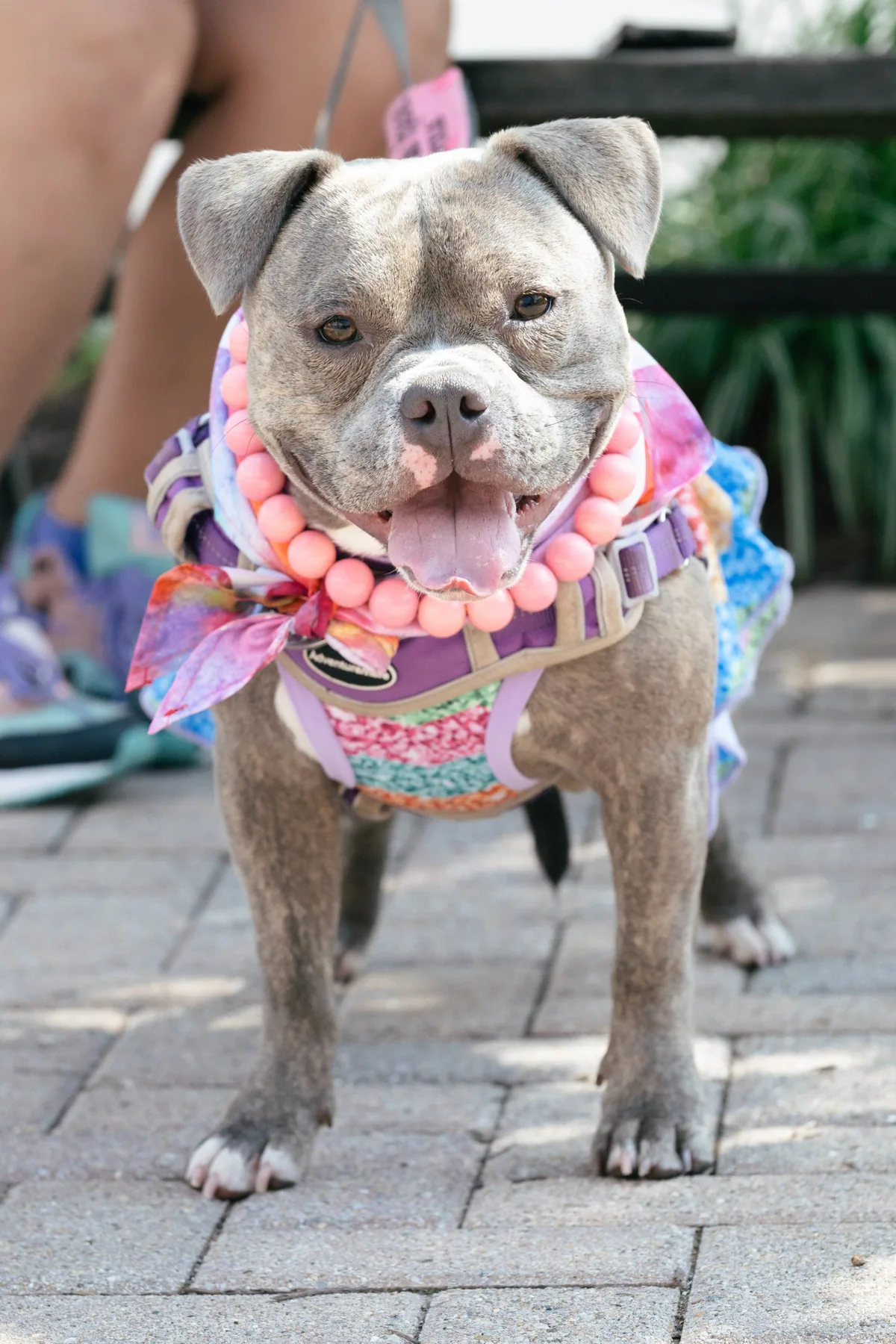 Gloria, adopted through P3 Rescue