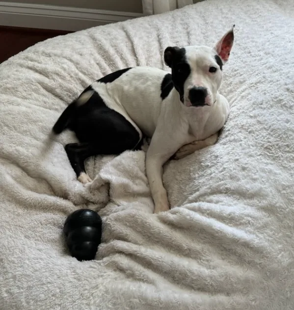 Haja, adopted through P3 Rescue