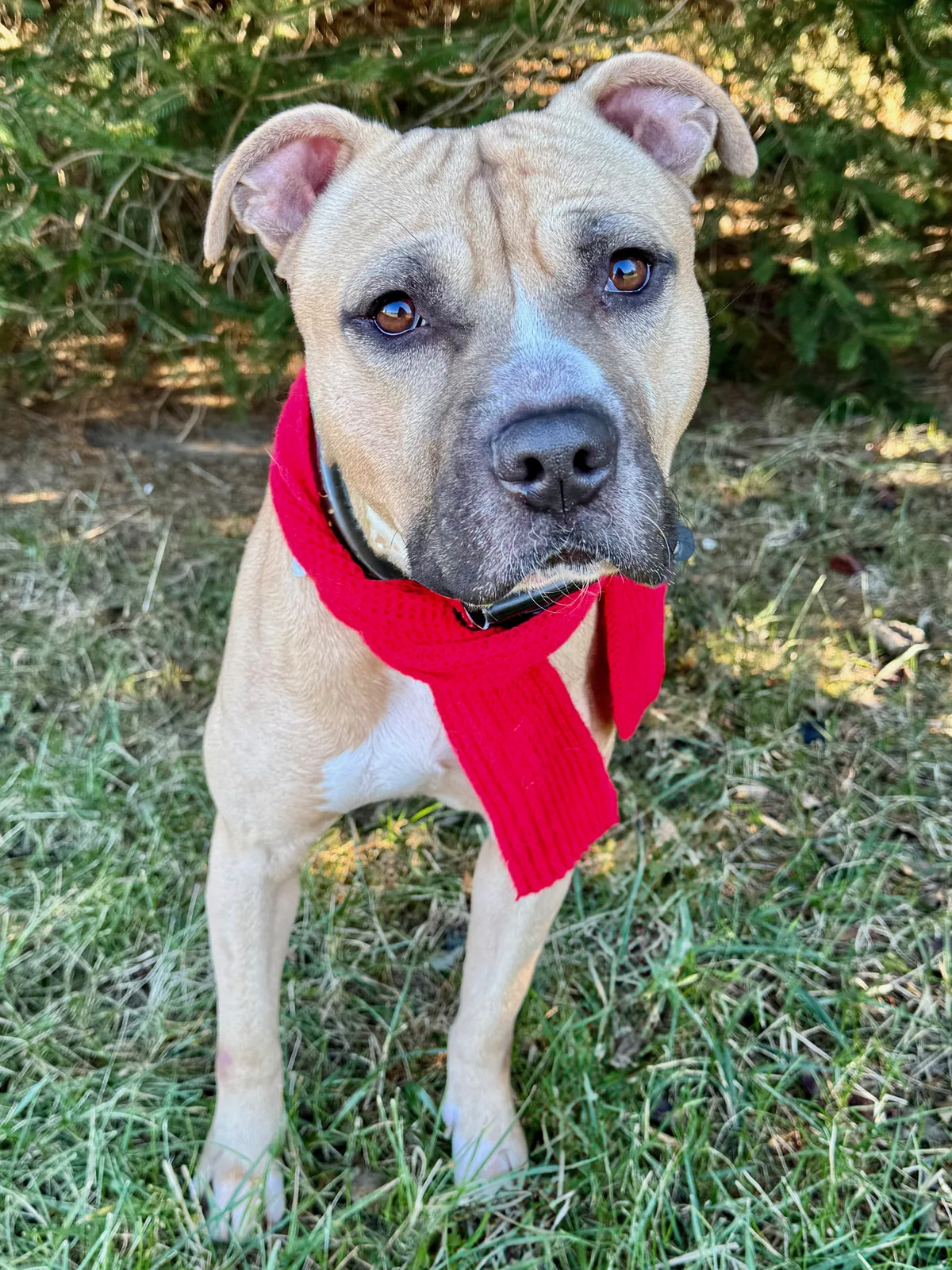 Harley, adopted through P3 Rescue