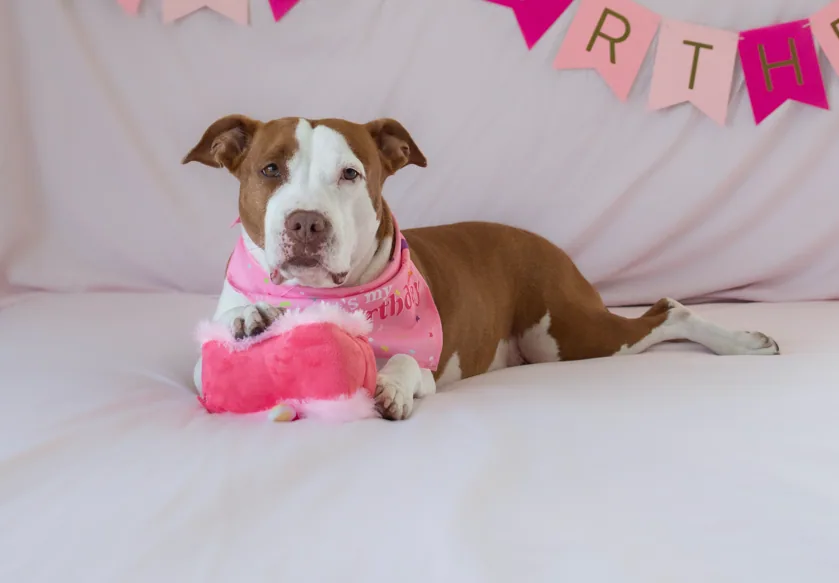 Hazel, adopted through P3 Rescue