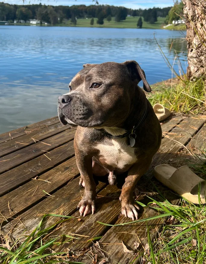 Henry, one of the first two dogs P3 ever rescued