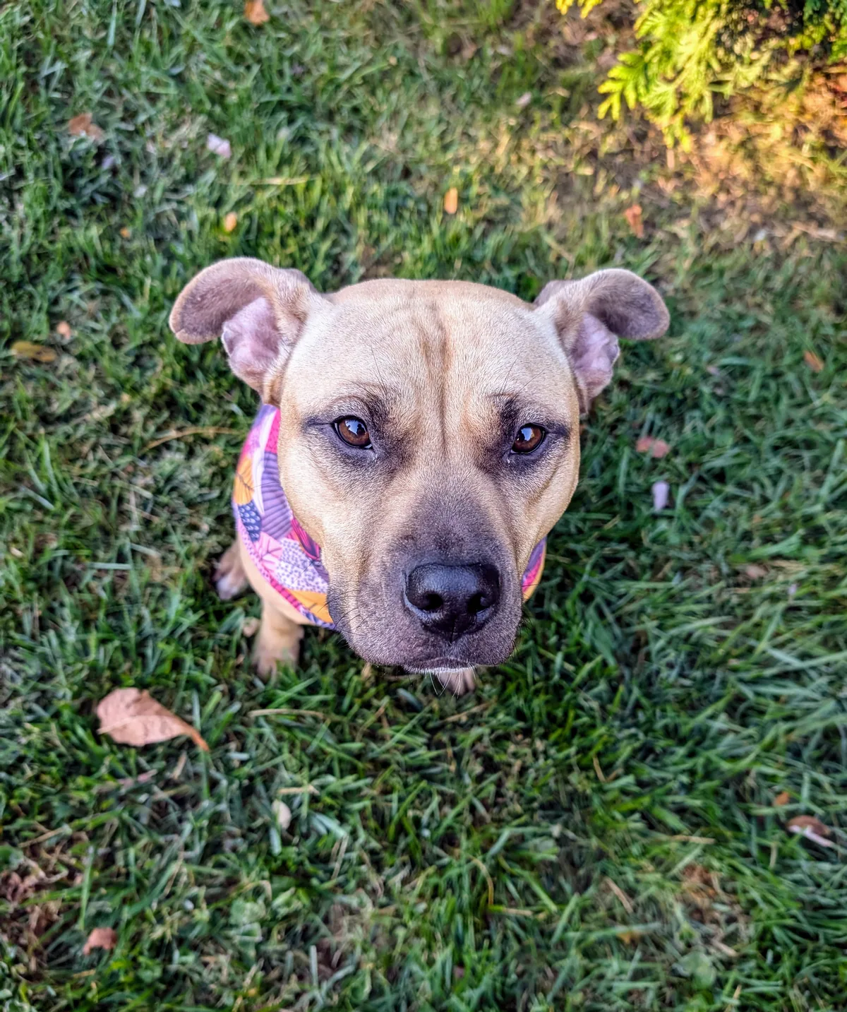 Honey, adopted through P3 Rescue