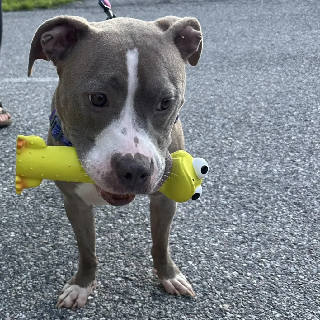 Jem, adopted through P3 Rescue