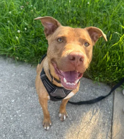 Kai, adopted through P3 Rescue