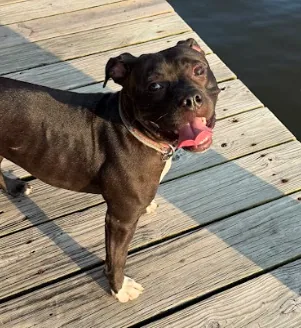 Keeva, adopted through P3 Rescue