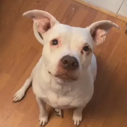 KI, adopted through P3 Rescue