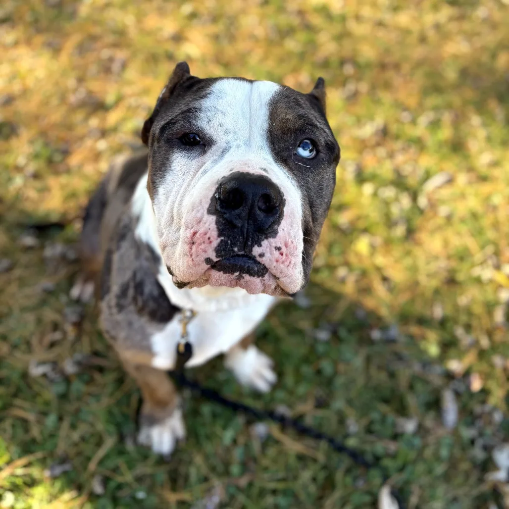 Kilou, adopted through P3 Rescue
