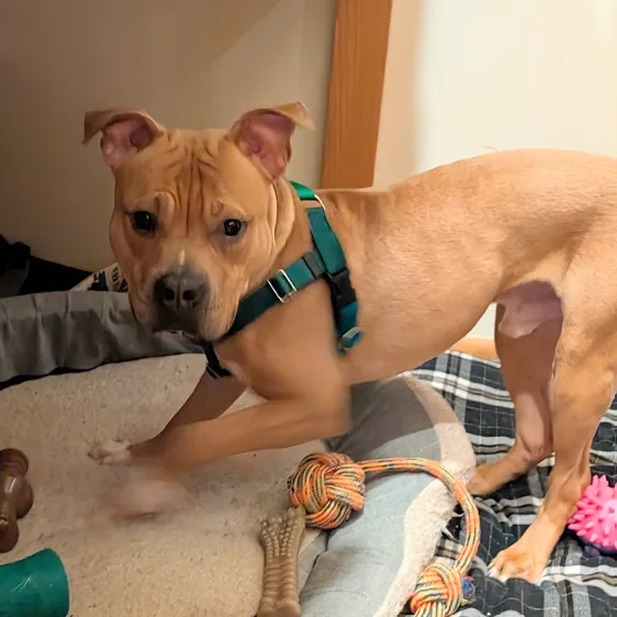 King, adopted through P3 Rescue