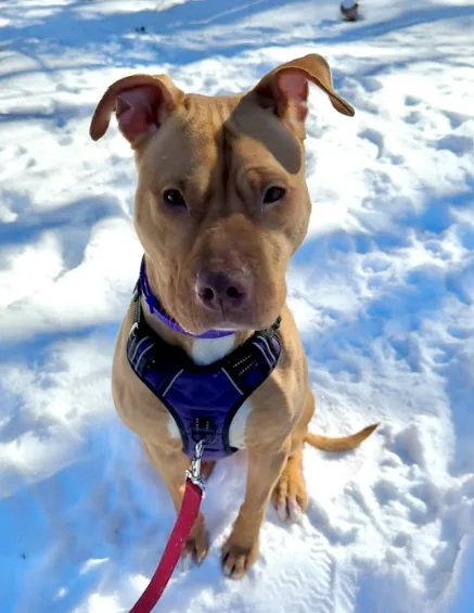 Kiyu, adopted through P3 Rescue