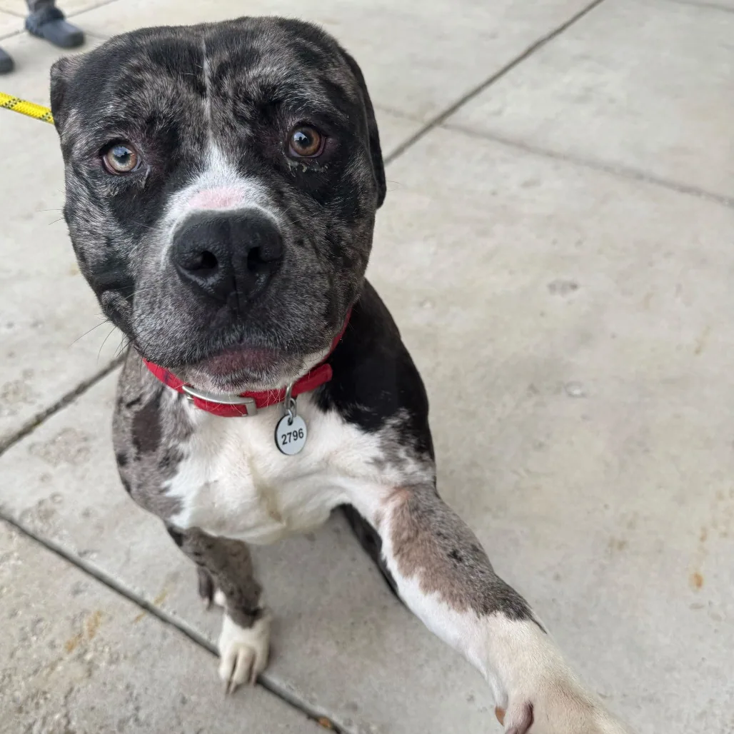 Koolaid, adopted through P3 Rescue