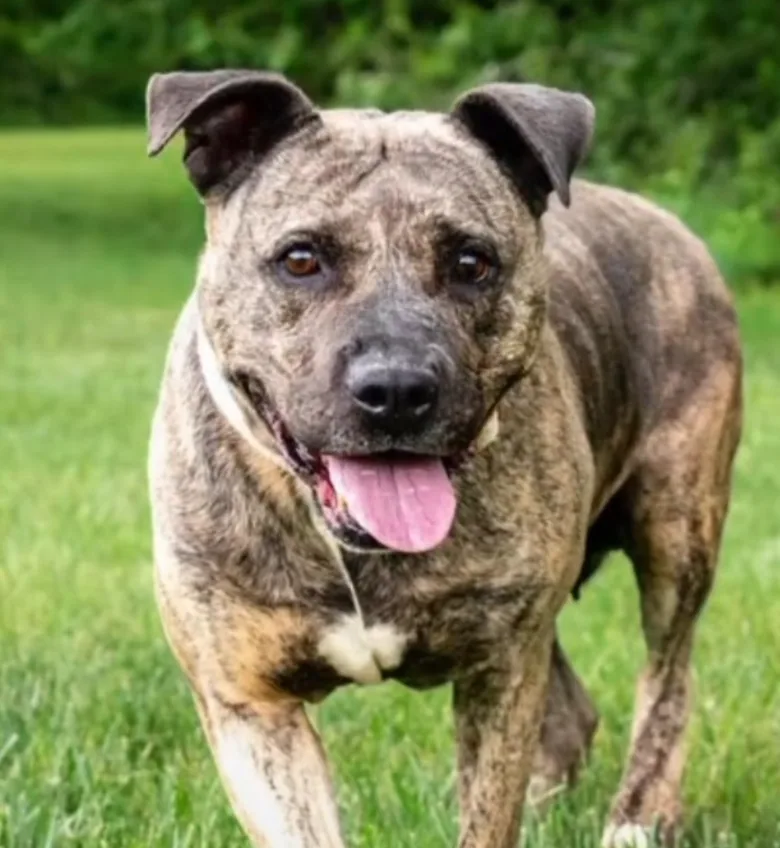 Lolo, adopted through P3 Rescue