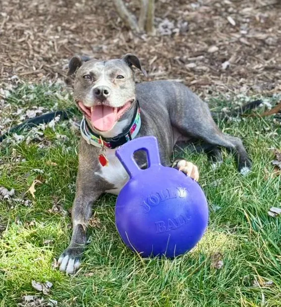 Maisy, adopted through P3 Rescue