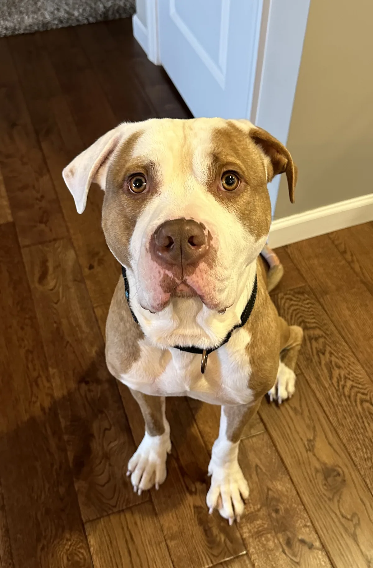 Major Scotch, adopted through P3 Rescue