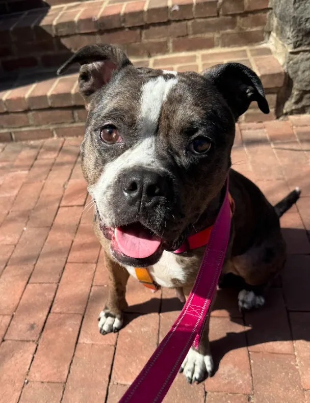 Marbles, adopted through P3 Rescue