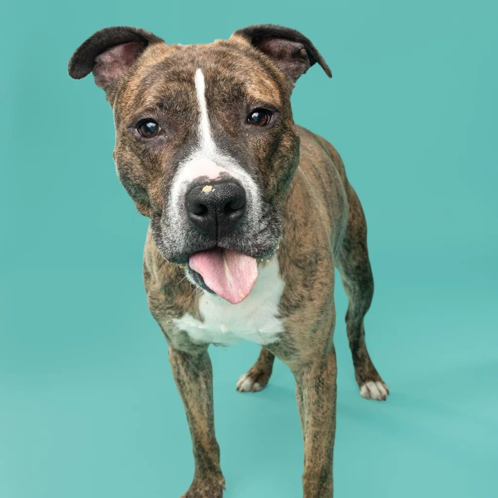 Max, adopted through P3 Rescue