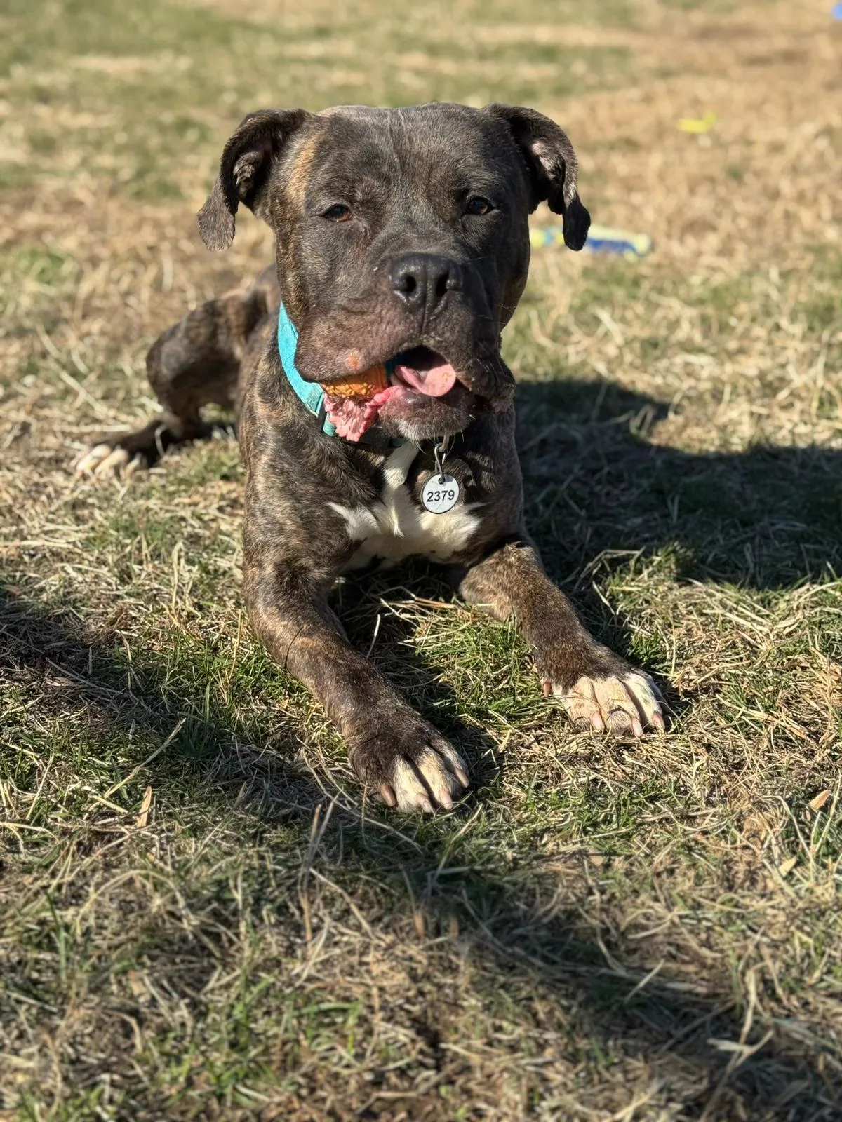 Milton, adopted through P3 Rescue