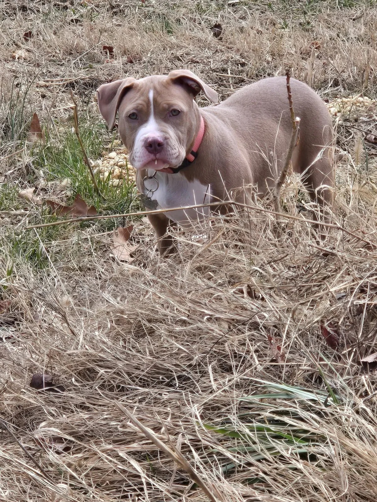 Moana, adopted through P3 Rescue